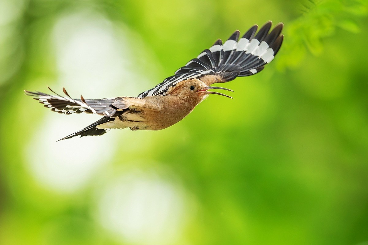 戴胜翩翩舞碧空