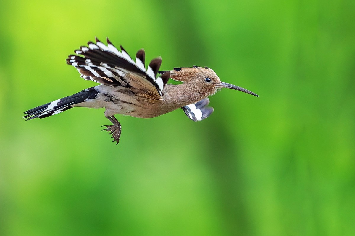 戴胜翩翩舞碧空