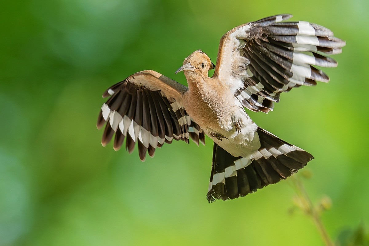 戴胜翩翩舞碧空