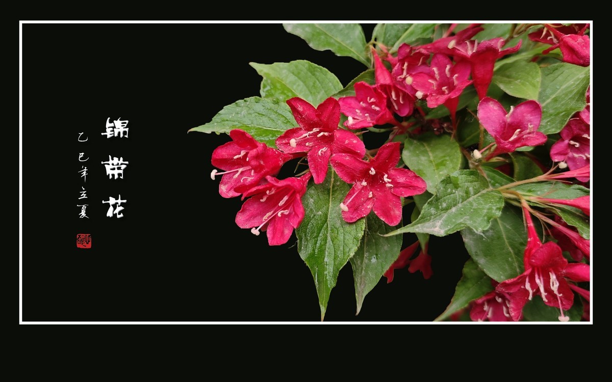 红红火火的锦带花