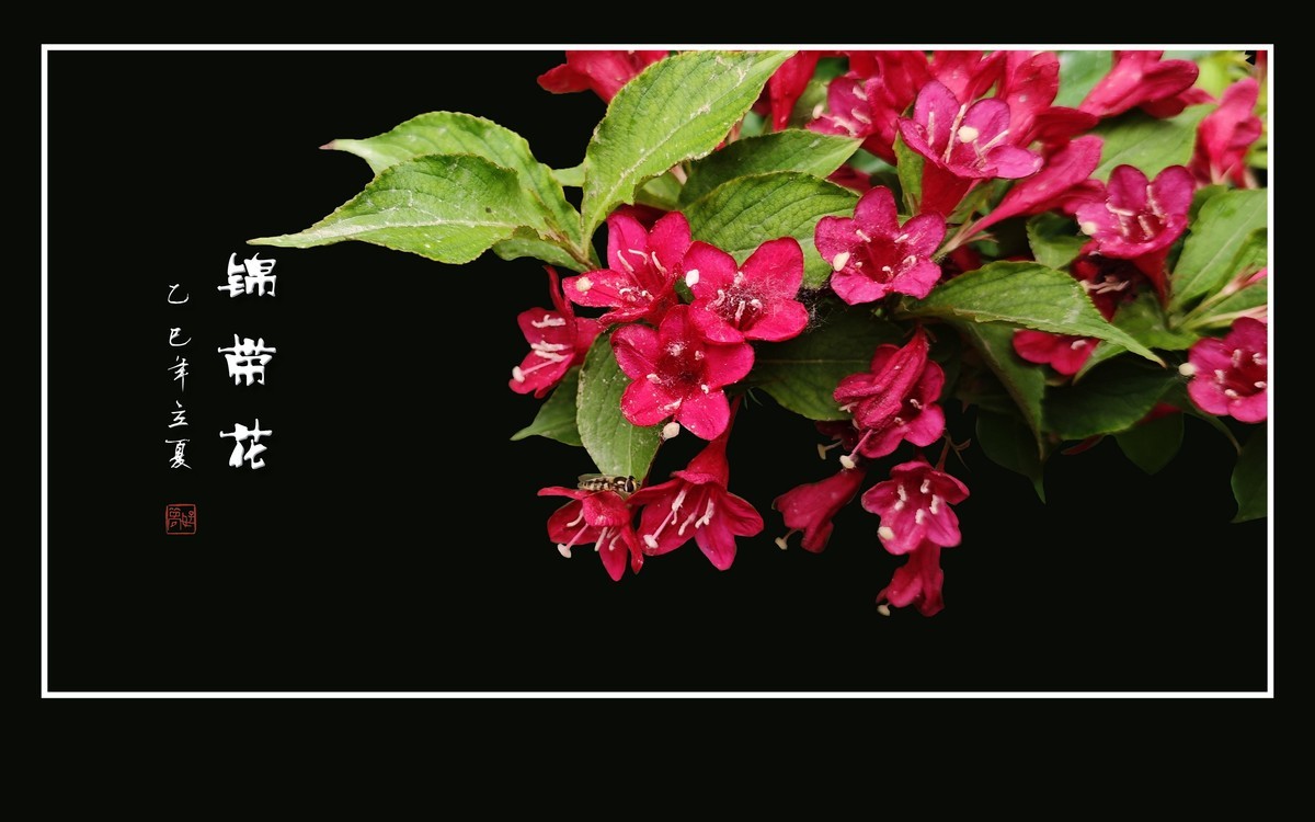 红红火火的锦带花