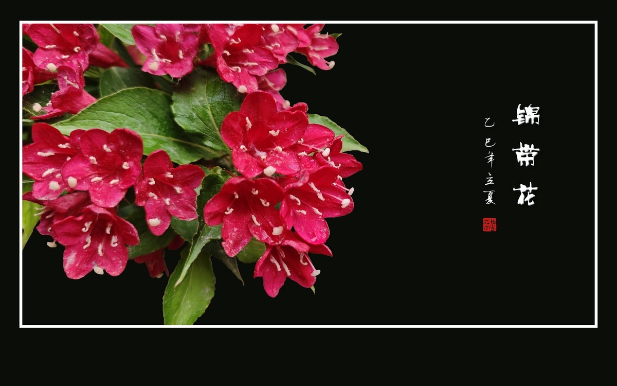 红红火火的锦带花