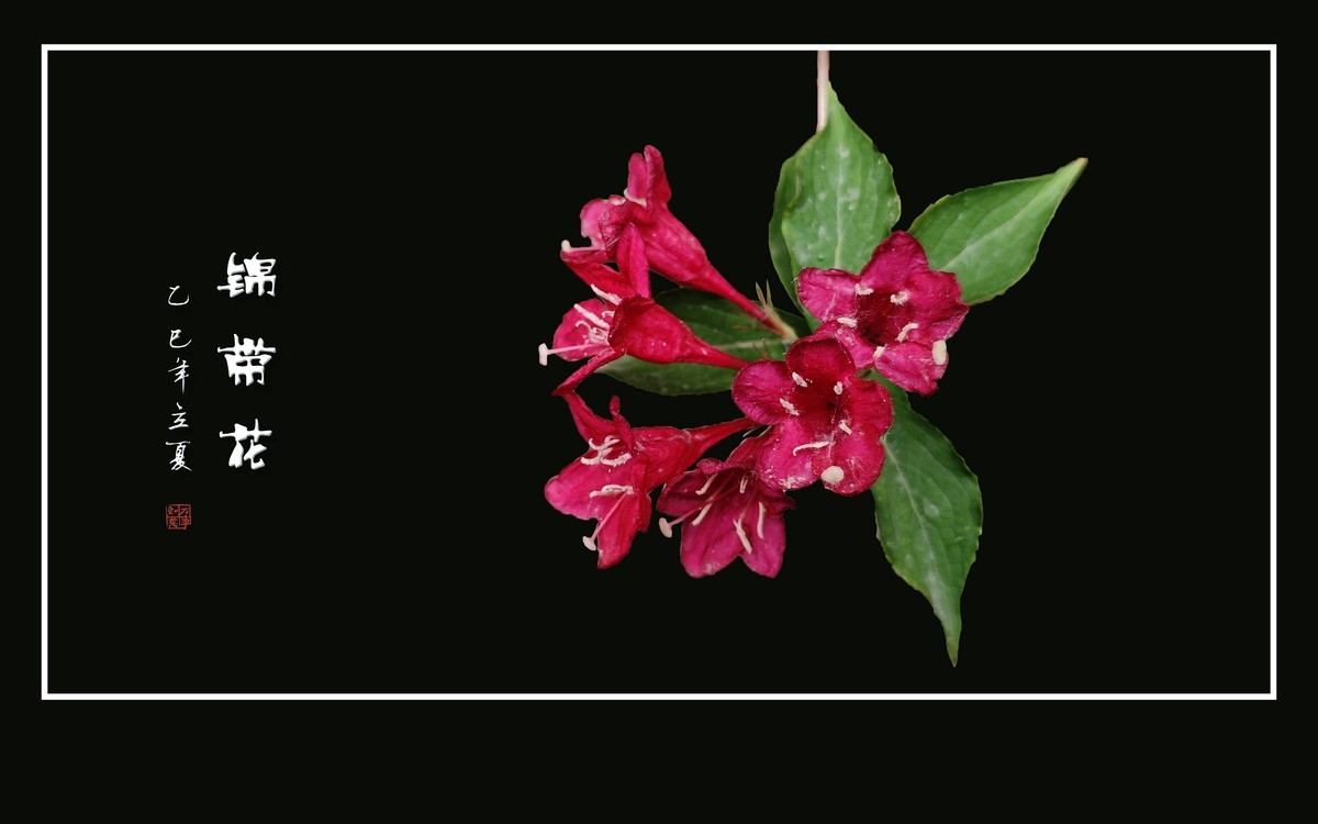 红红火火的锦带花