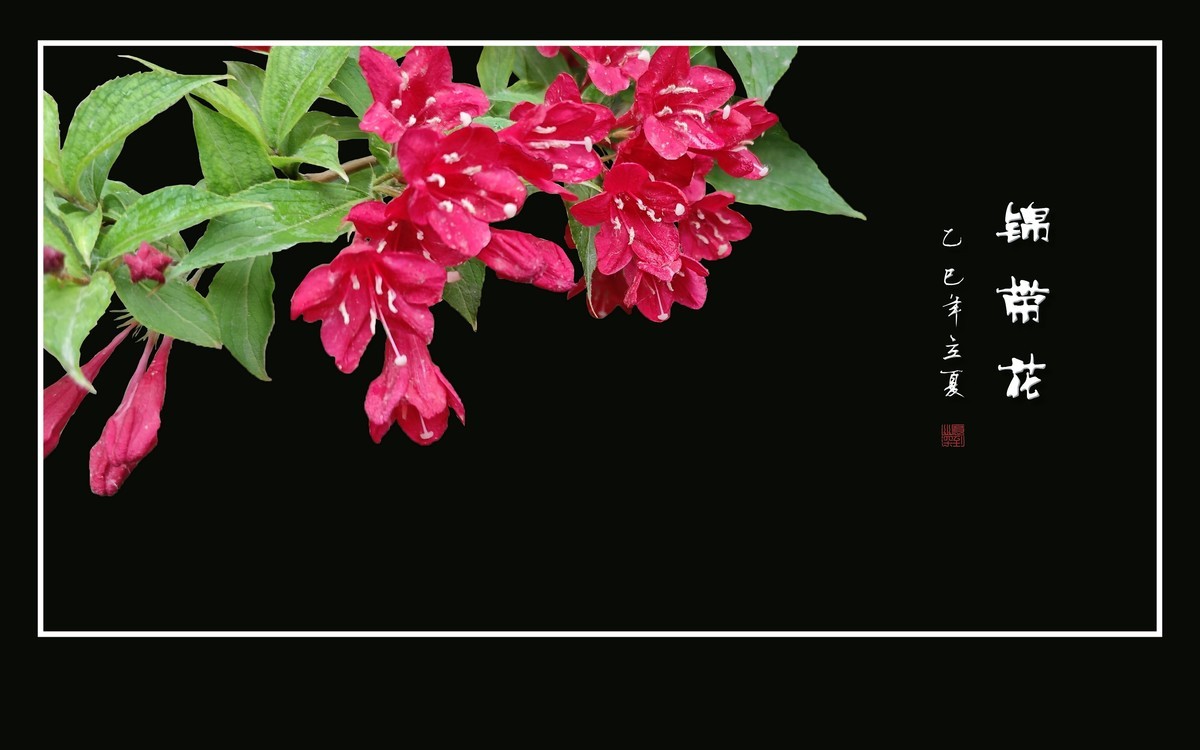 红红火火的锦带花