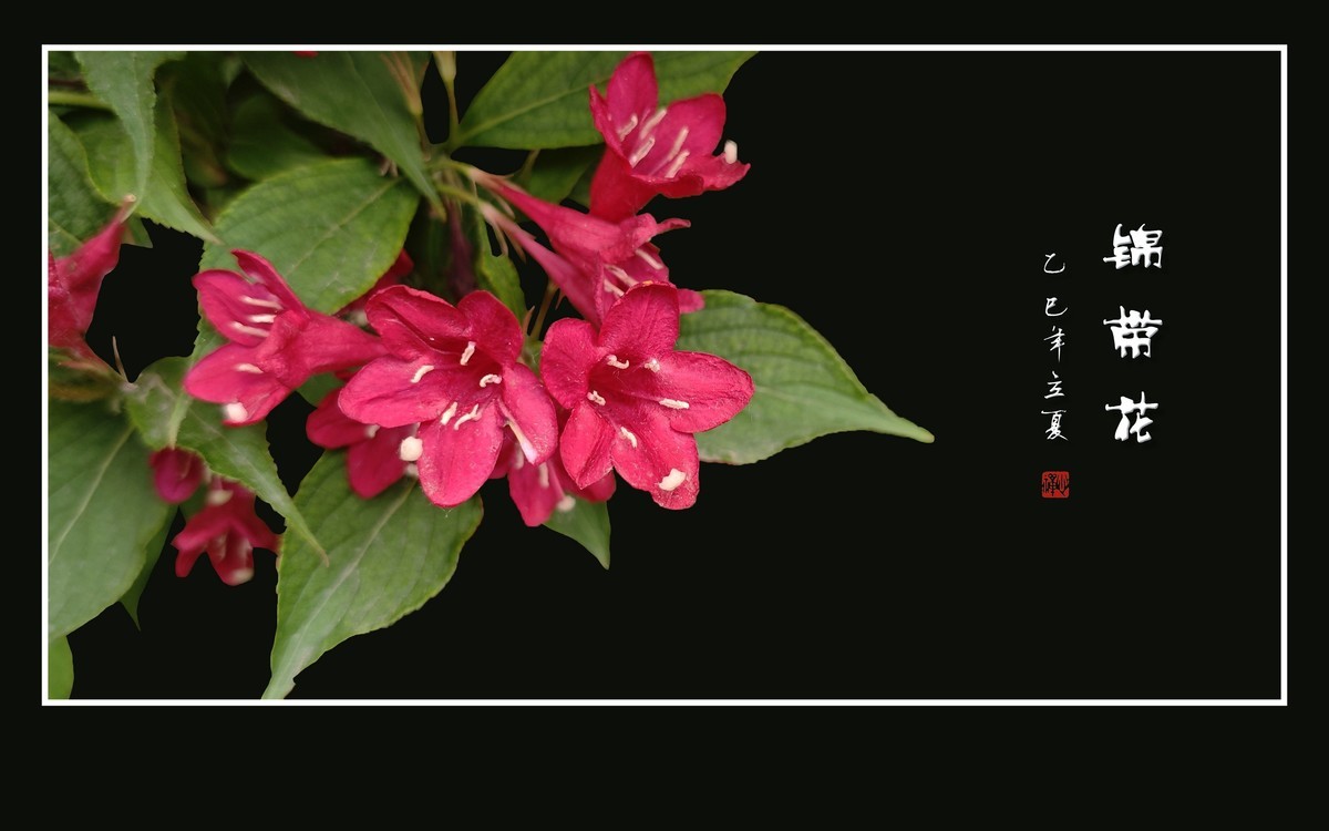 红红火火的锦带花