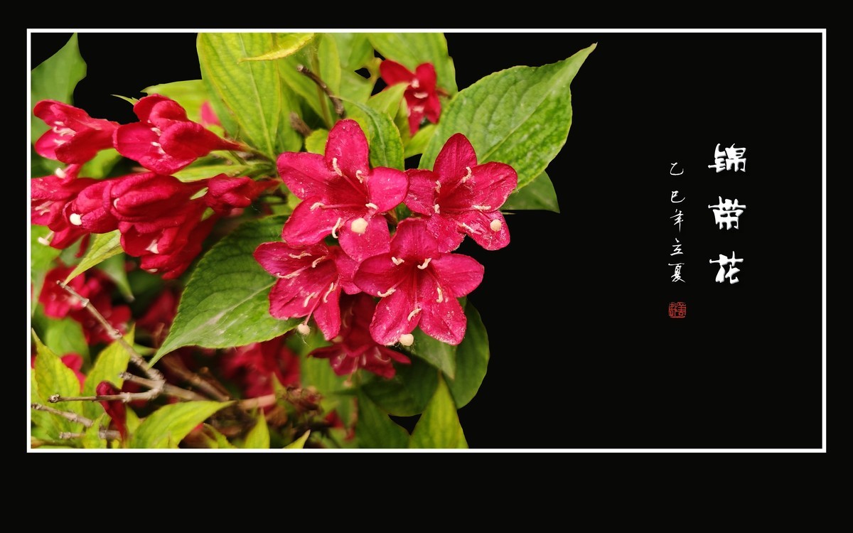 红红火火的锦带花