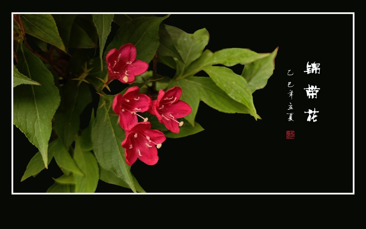 红红火火的锦带花