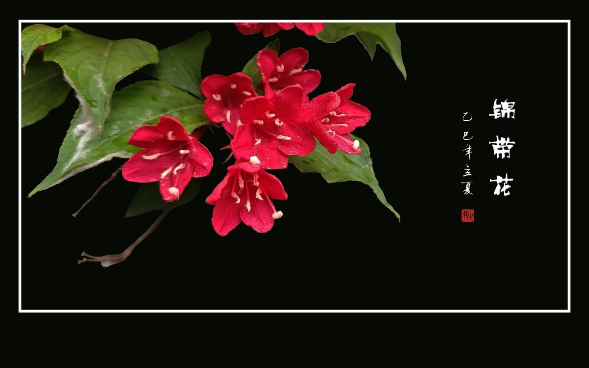 红红火火的锦带花