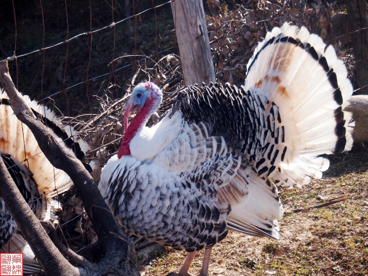 冬季走进彝族山村抓拍火鸡1
