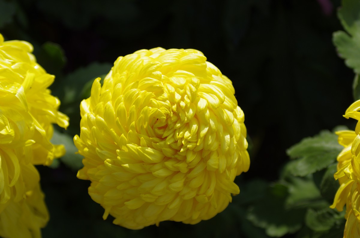 好几年不来星空(中国)了，老机老头发几张！