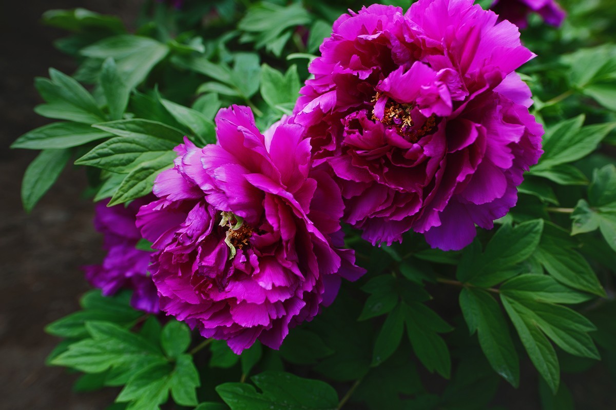 广角镜头拍摄的牡丹