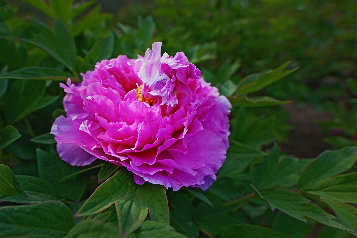 广角镜头拍摄的牡丹