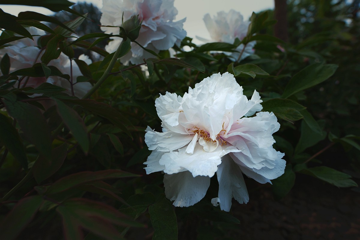 广角镜头拍摄的牡丹