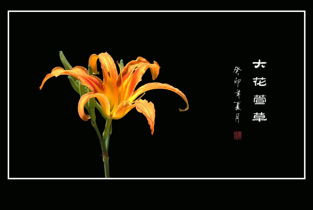 世上常有愁苦人，草尖独放忘忧花