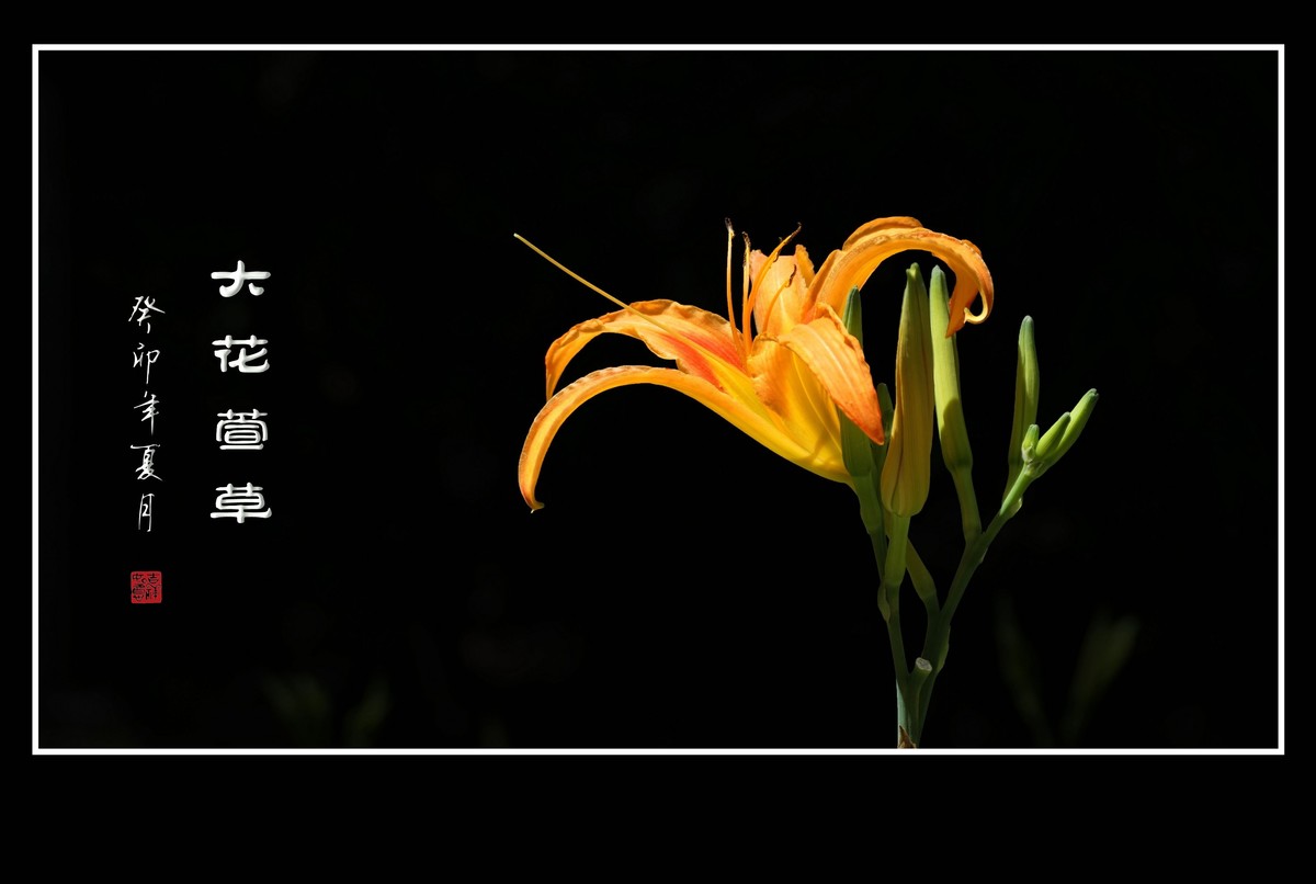 世上常有愁苦人，草尖独放忘忧花