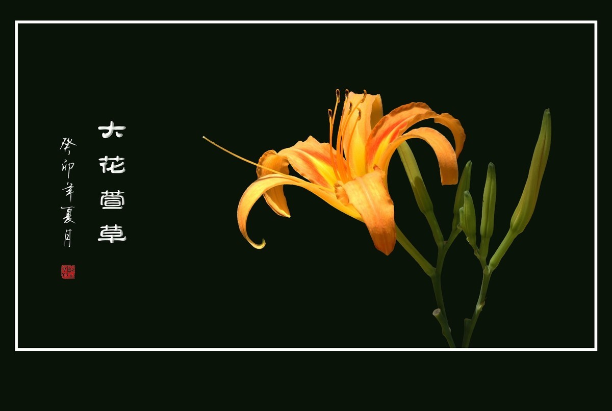 世上常有愁苦人，草尖独放忘忧花