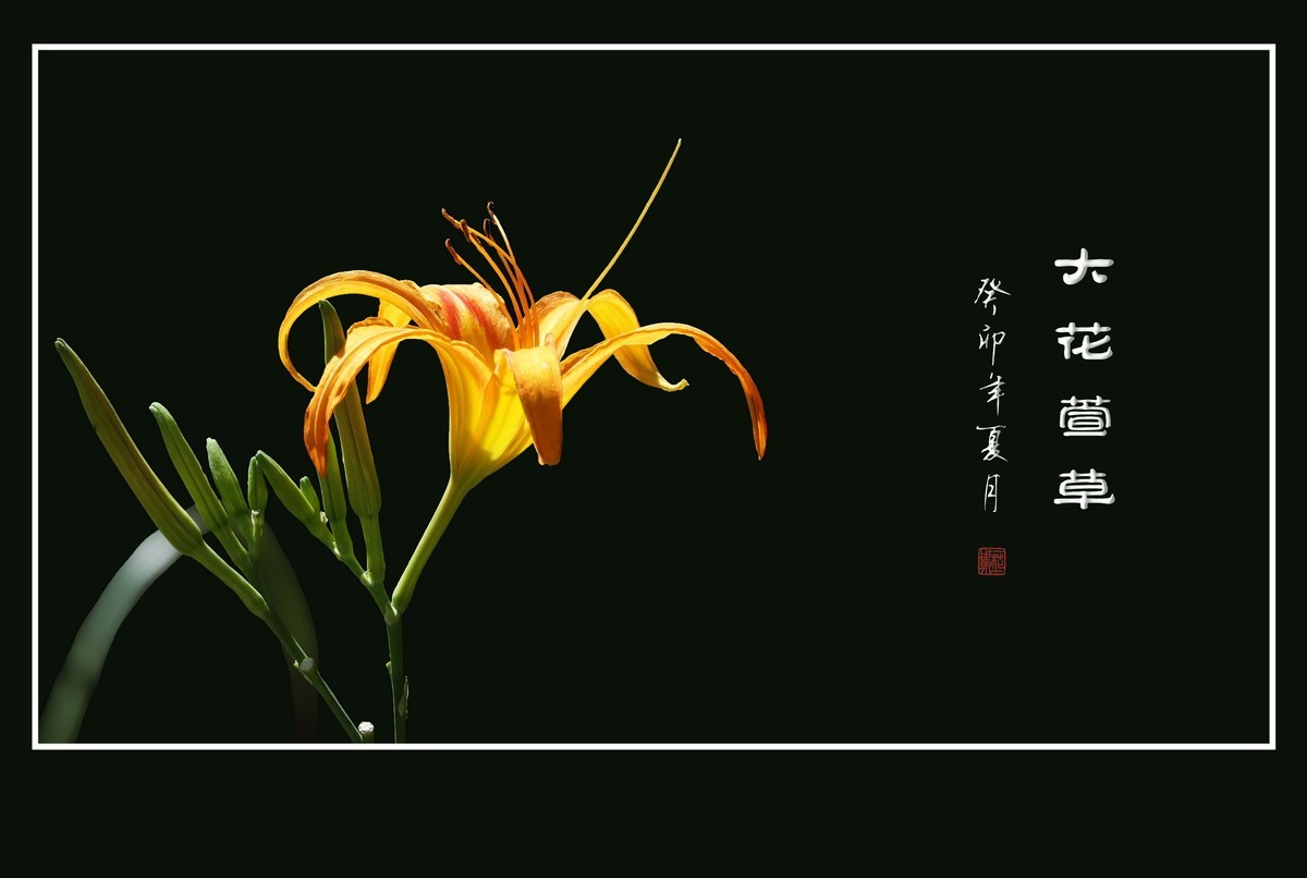 世上常有愁苦人，草尖独放忘忧花