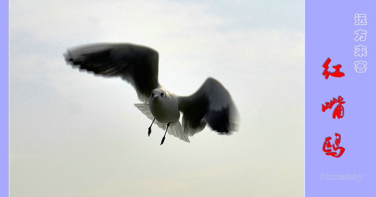 远方来客红嘴鸥（2023298）