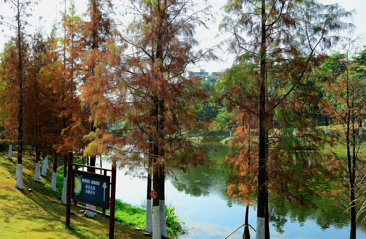 开发区落羽杉。