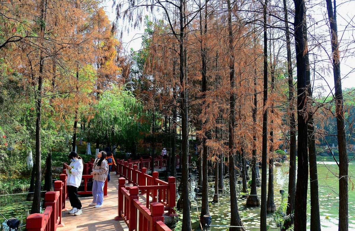 开发区落羽杉。