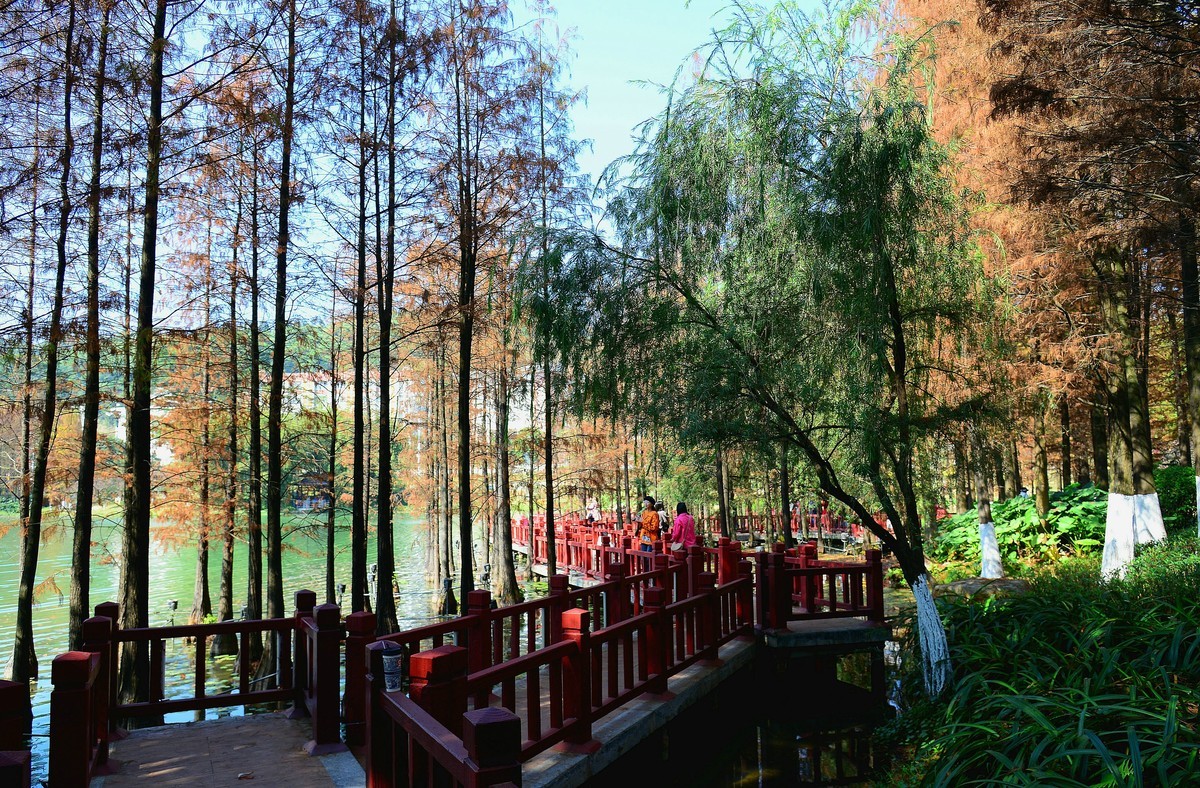 开发区落羽杉。