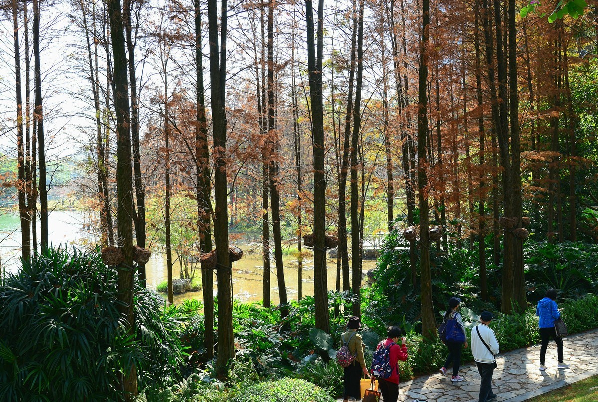 开发区落羽杉。