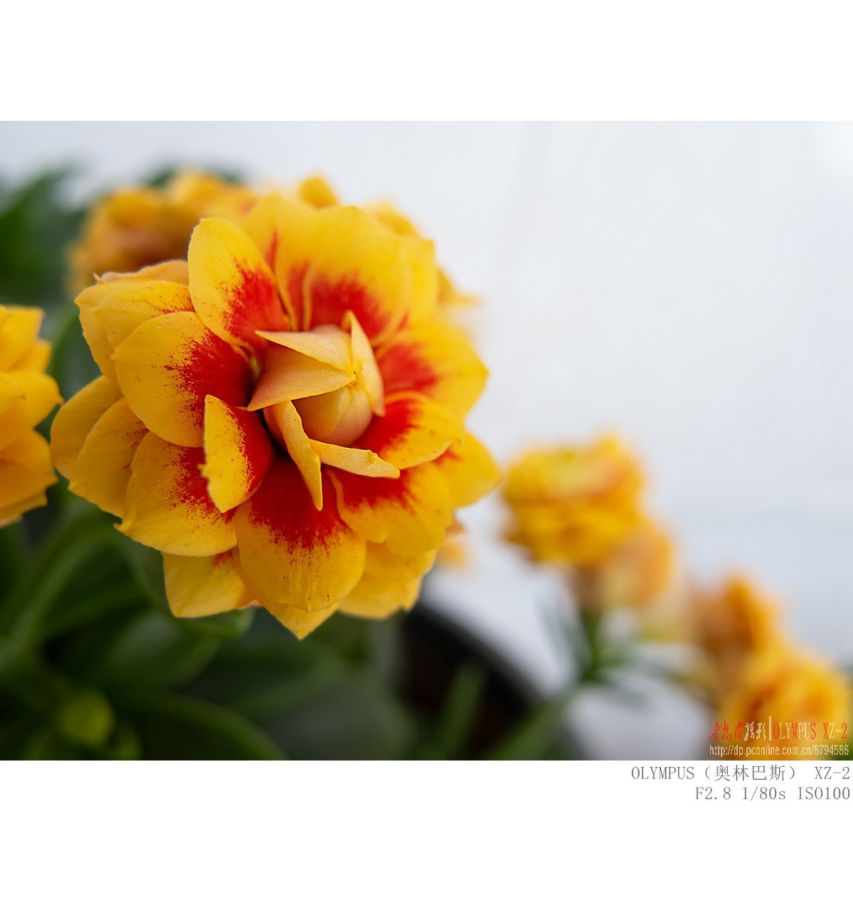 悄悄来临的夏意