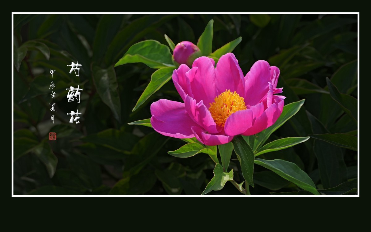 芍药花娇若天仙，香风袭来舞翩跹