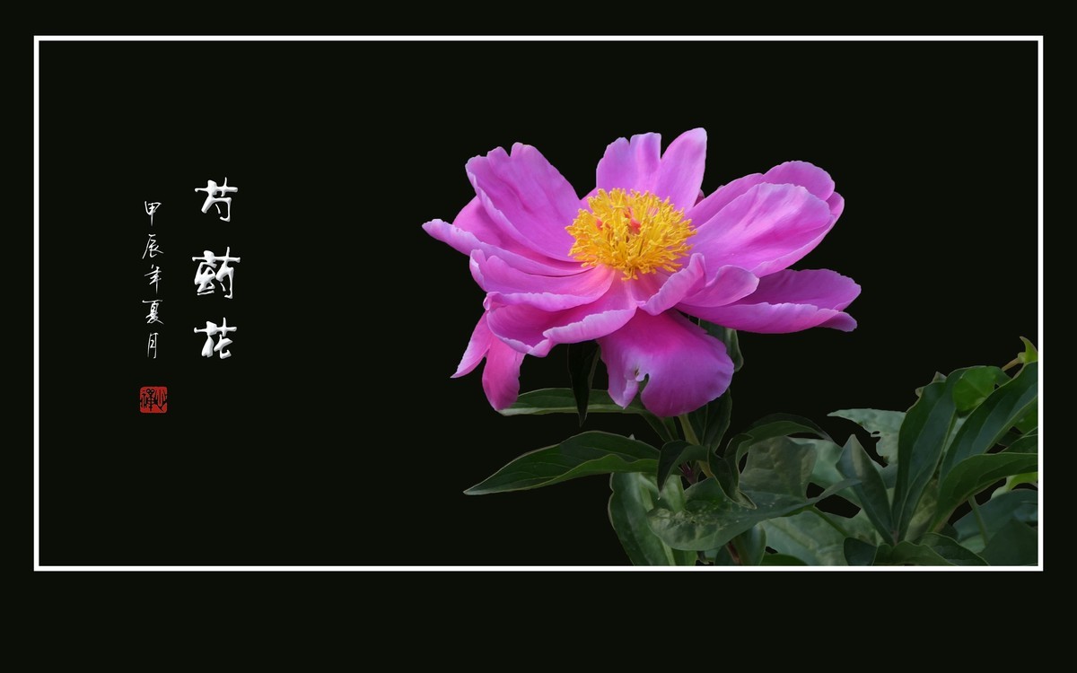 芍药花娇若天仙，香风袭来舞翩跹