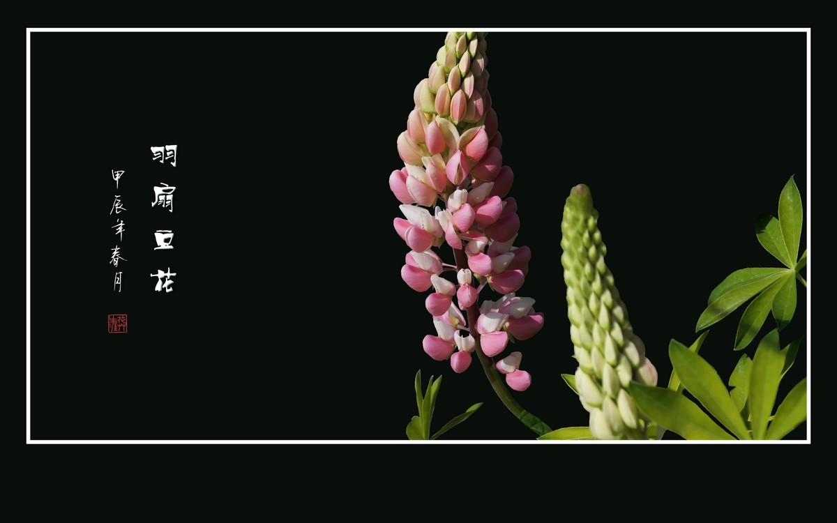 多彩漂亮的羽扇豆花（鲁冰花）