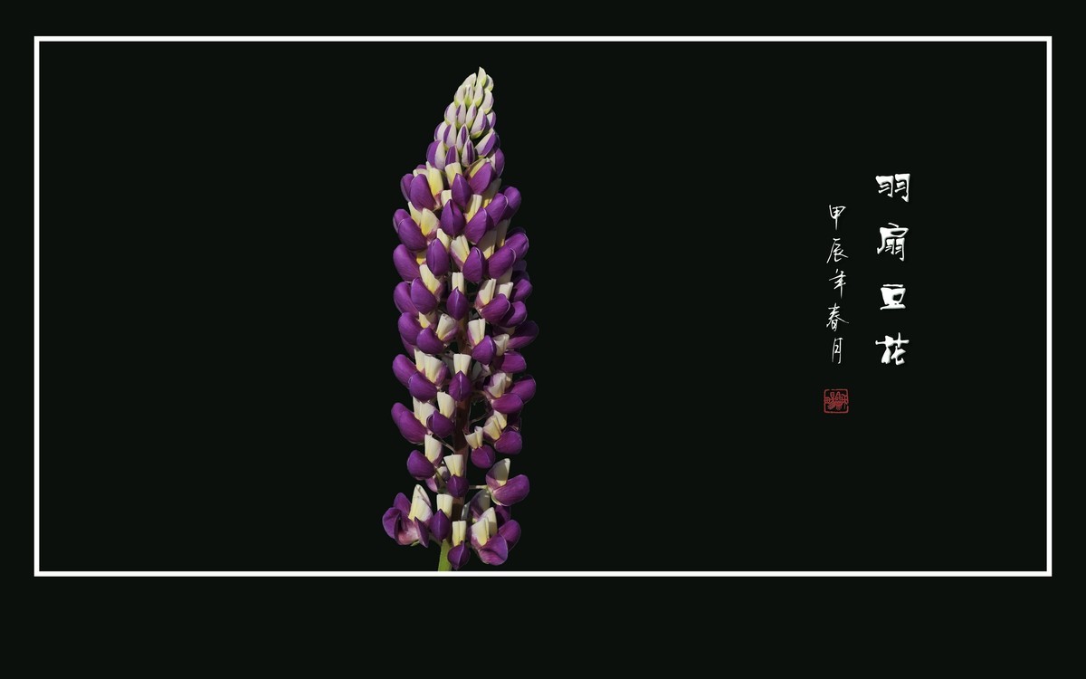 多彩漂亮的羽扇豆花（鲁冰花）