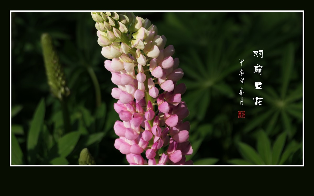 多彩漂亮的羽扇豆花（鲁冰花）