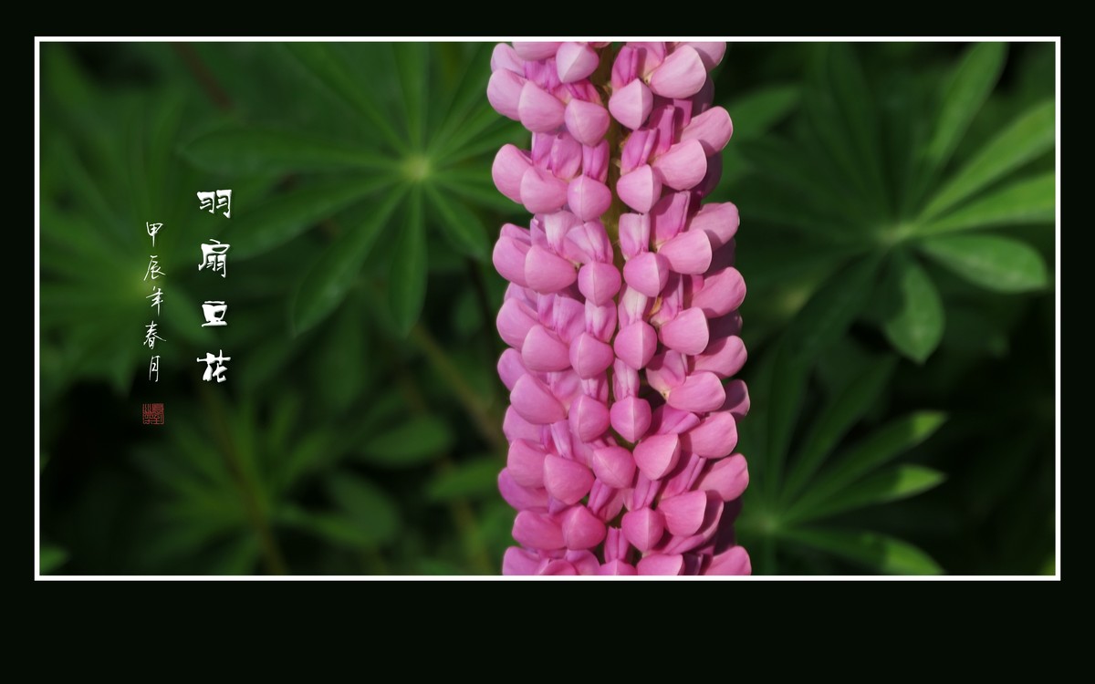 多彩漂亮的羽扇豆花（鲁冰花）