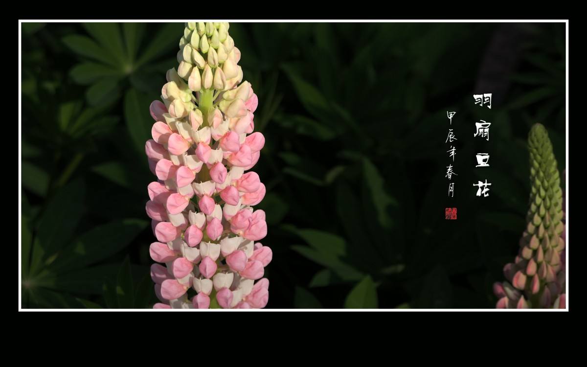 多彩漂亮的羽扇豆花（鲁冰花）