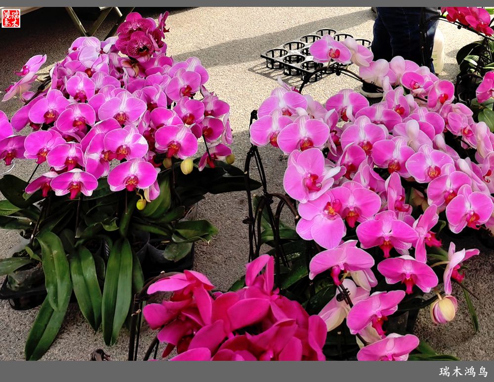 【沙河轶事】百花争艳各自香沙河大集之花卉市场