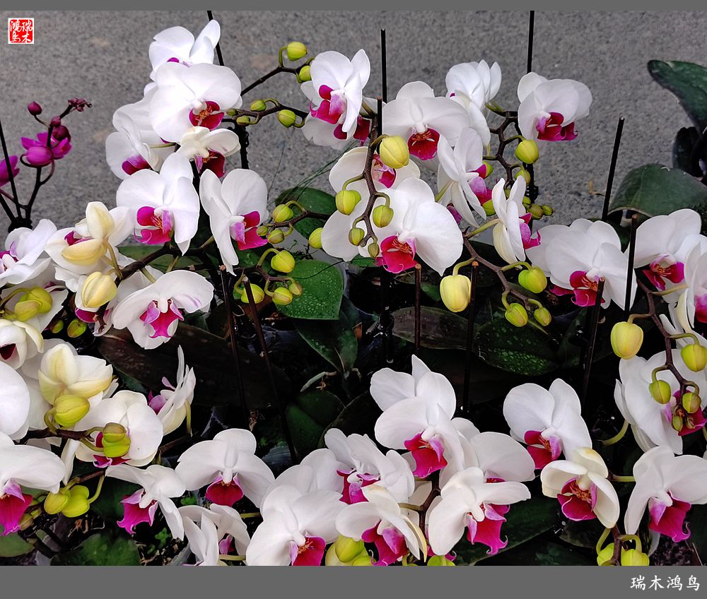 【沙河轶事】百花争艳各自香沙河大集之花卉市场