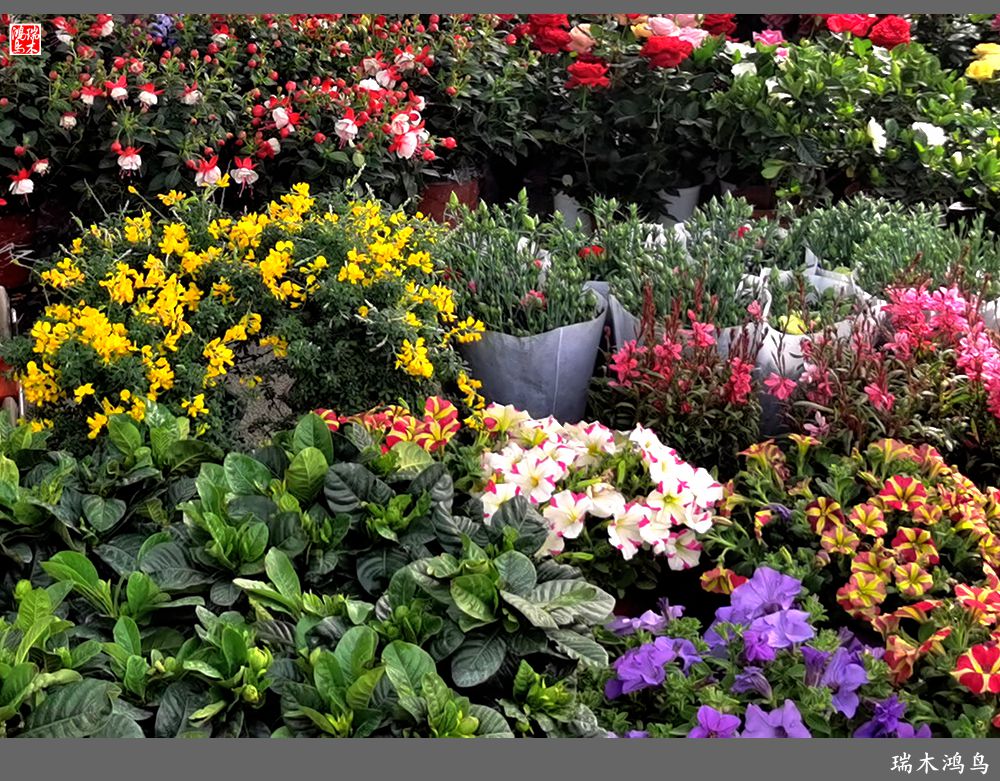 【沙河轶事】百花争艳各自香沙河大集之花卉市场