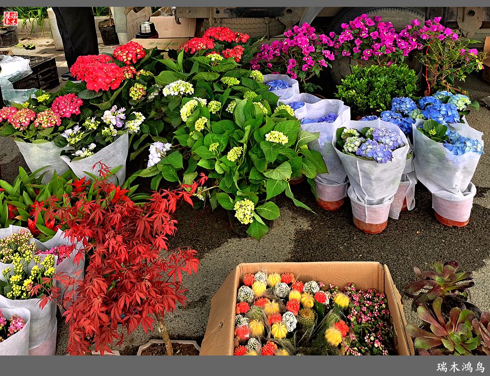 【沙河轶事】百花争艳各自香沙河大集之花卉市场