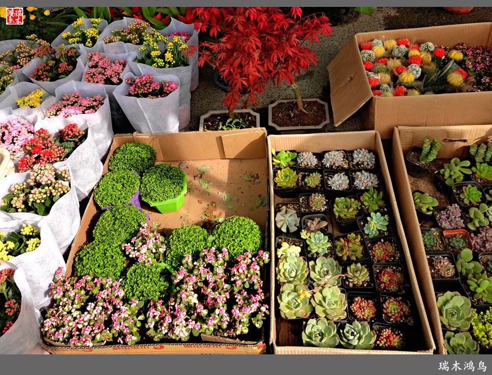 【沙河轶事】百花争艳各自香沙河大集之花卉市场