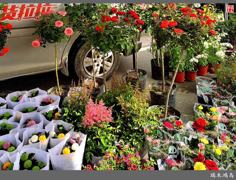 【沙河轶事】百花争艳各自香沙河大集之花卉市场