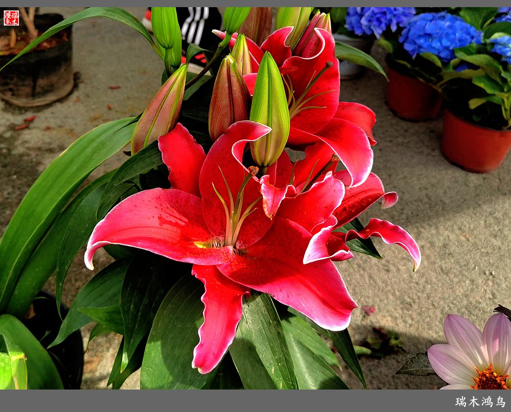 【沙河轶事】百花争艳各自香沙河大集之花卉市场