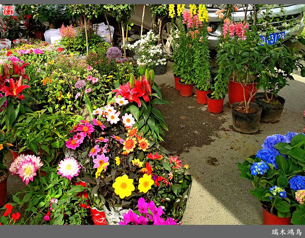 【沙河轶事】百花争艳各自香沙河大集之花卉市场