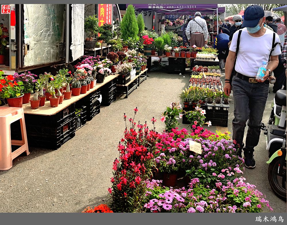 【沙河轶事】百花争艳各自香沙河大集之花卉市场