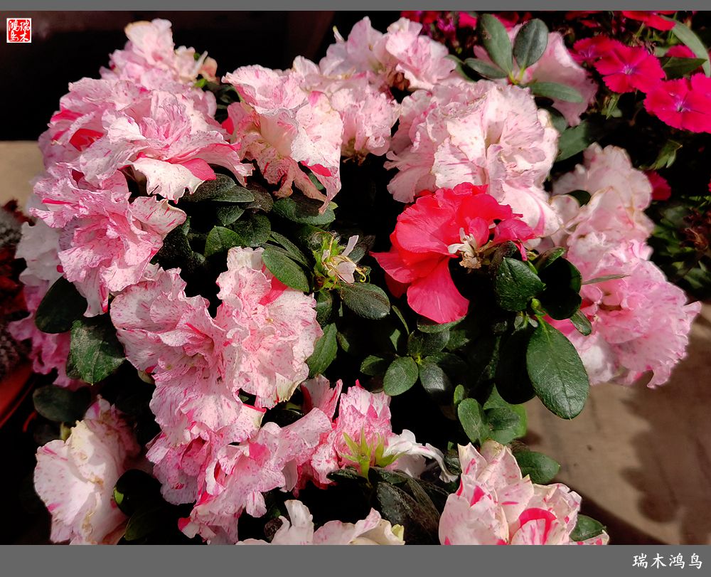 【沙河轶事】百花争艳各自香沙河大集之花卉市场