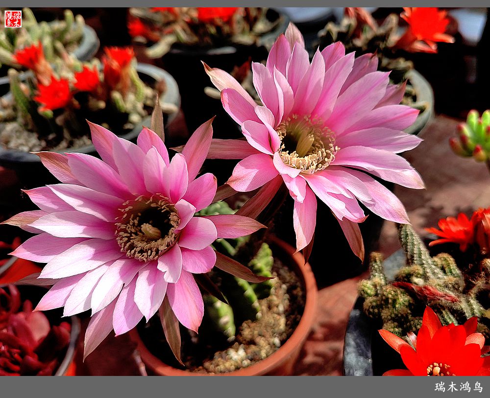 【沙河轶事】百花争艳各自香沙河大集之花卉市场