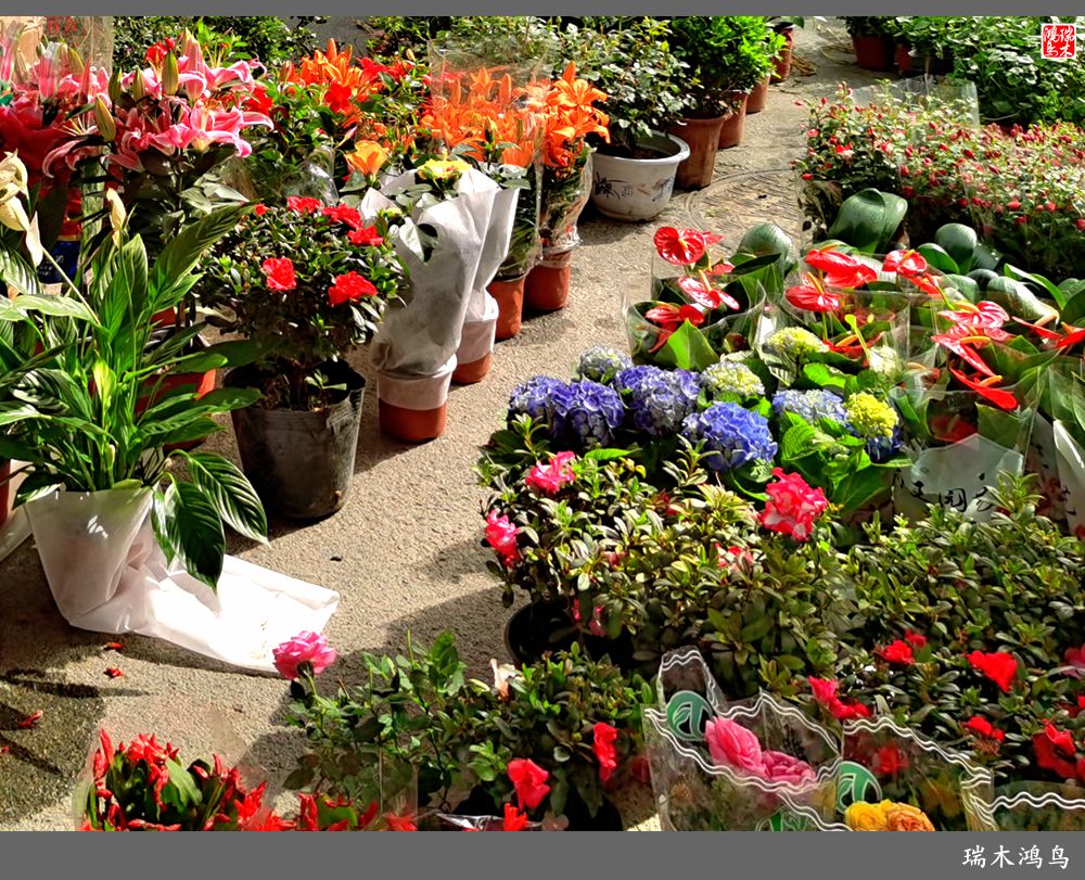 【沙河轶事】百花争艳各自香沙河大集之花卉市场