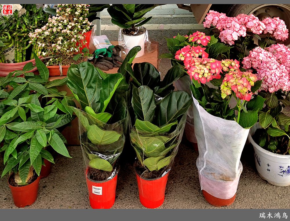 【沙河轶事】百花争艳各自香沙河大集之花卉市场