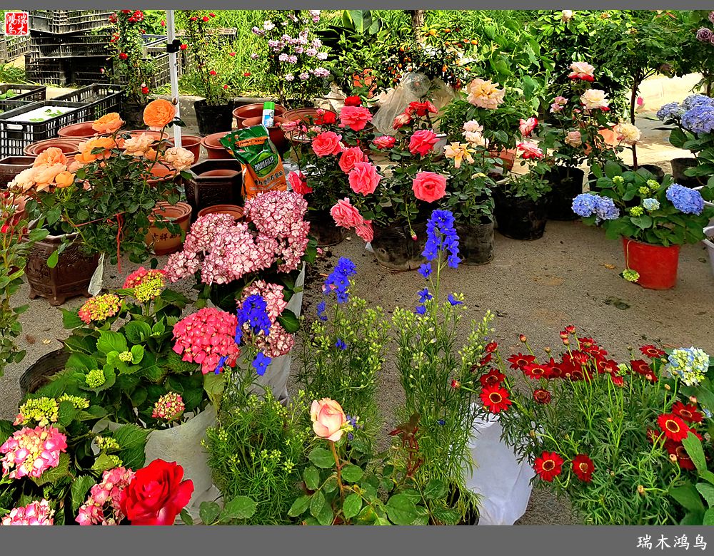 【沙河轶事】百花争艳各自香沙河大集之花卉市场