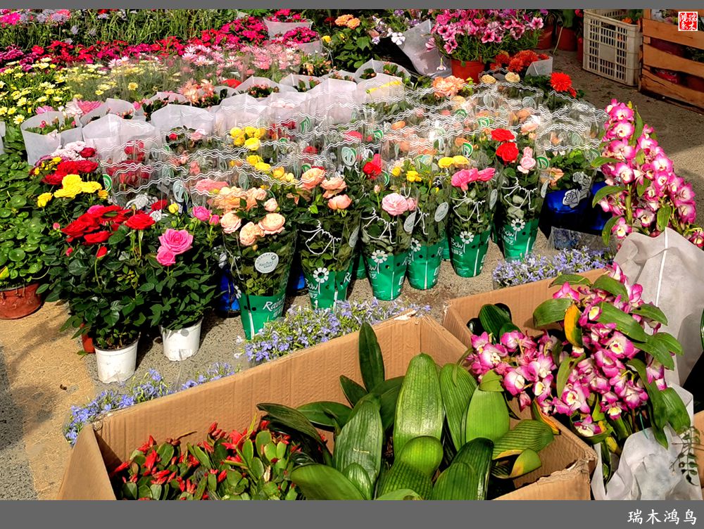 【沙河轶事】百花争艳各自香沙河大集之花卉市场