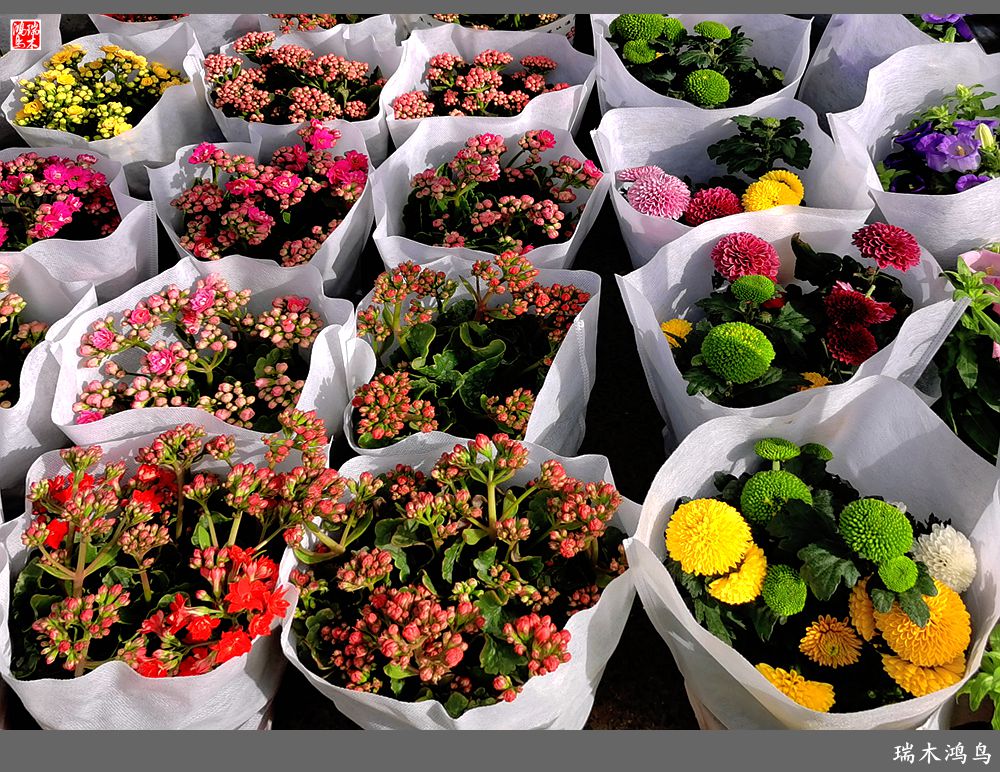 【沙河轶事】百花争艳各自香沙河大集之花卉市场